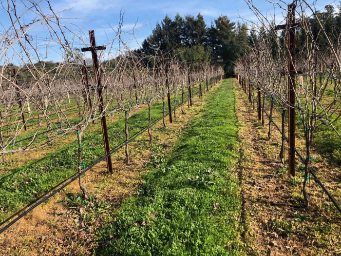 Organic "Weed Slayer" in the vineyard
